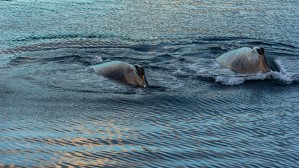 Double Hump Alaska