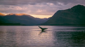 Whale Tail Alaska