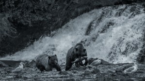 Fishing with Bears