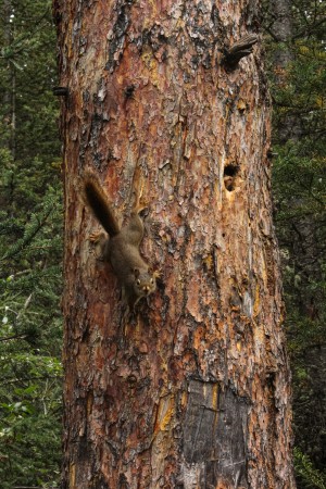Chipmonk Tree