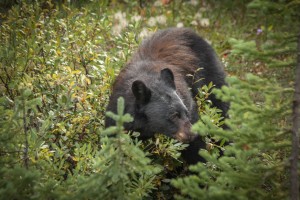 Berry Eating Bear