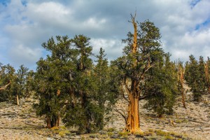 Bristlecone Pinetrees