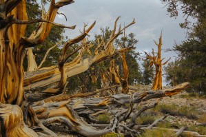 Bristelcone and Moon