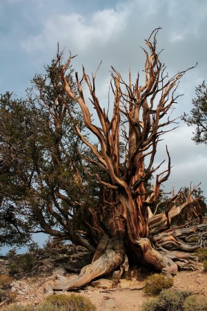 Branches Galore