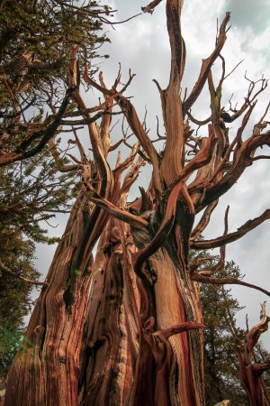 Twisted Tower