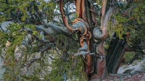 Gnarley Trunk