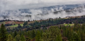 Foggy Vineyards