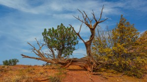 A Twist - Ghost Ranch