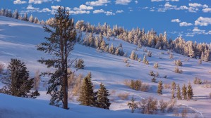 Blue Snow
