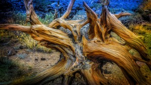 Fallen Bristlecone
