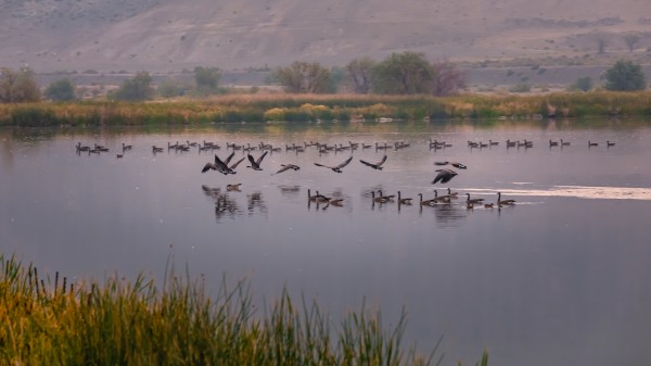 Geese Taking Off-Cool Print
