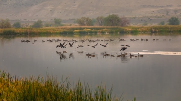 Geese Taking Off-Warm by Nicholas