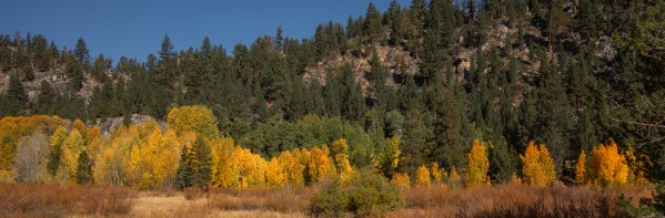 Hope Valley Aspens by Nicholas