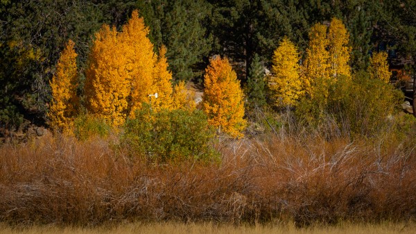 Hope Valley Aspens with Shrubs by Nicholas