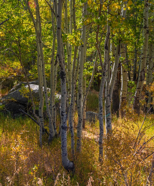 Hope Valley Aspen Trunks by Nicholas