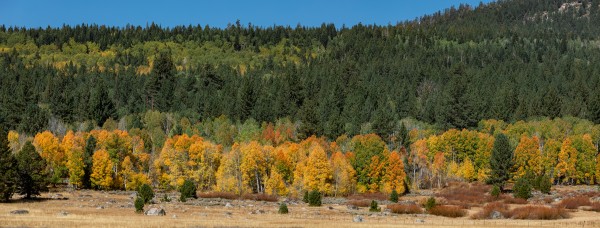 Golden Tree Line Print