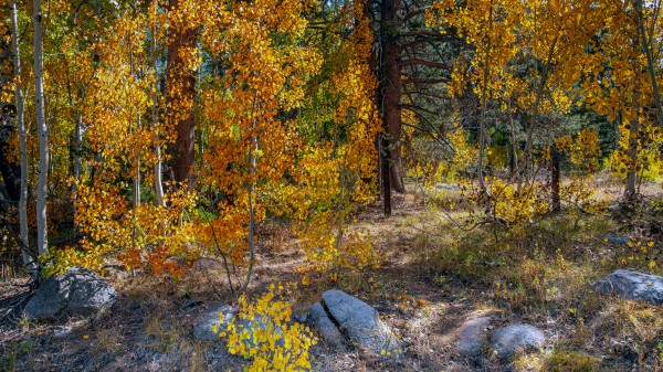 Hidden Hope by Nicholas