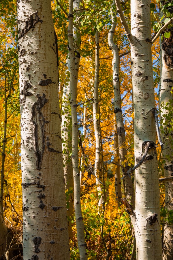 Aspen Trunks by Nicholas