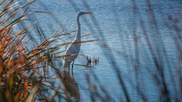 Egrett  by Nicholas