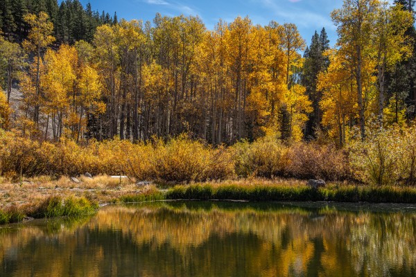 Reflecting Aspens  Print
