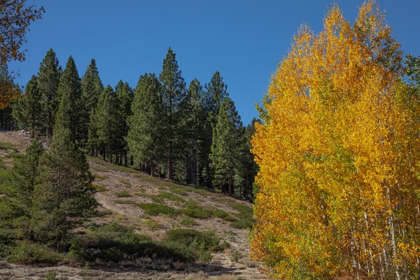Aspen Photobomb  Print