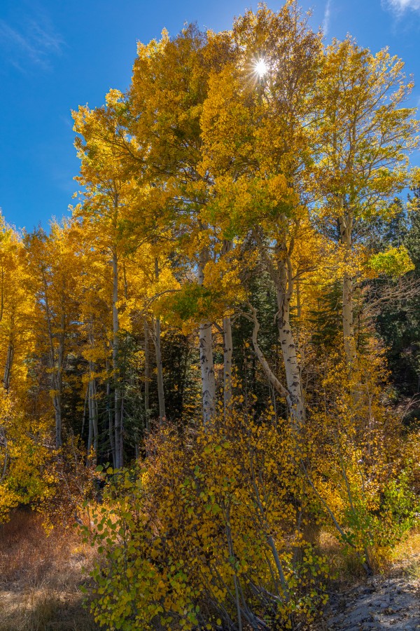 Aspen with Sun Sparkle by Nicholas