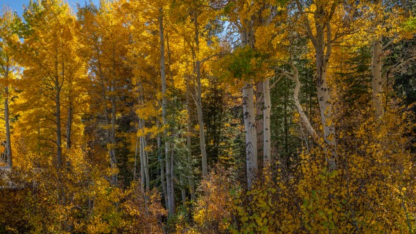 Tahoe Aspens by Nicholas