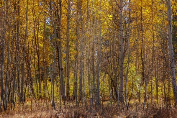 Tahoe Aspens Large Group by Nicholas