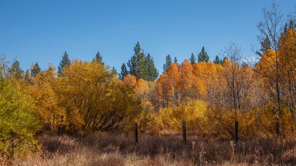 Tahoe Aspens with Posts by Nicholas
