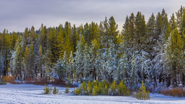Winter Treeline by Nicholas