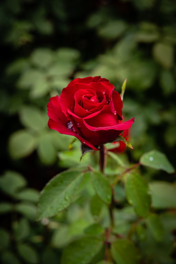 Rose Garden Portland 5 by Nicholas