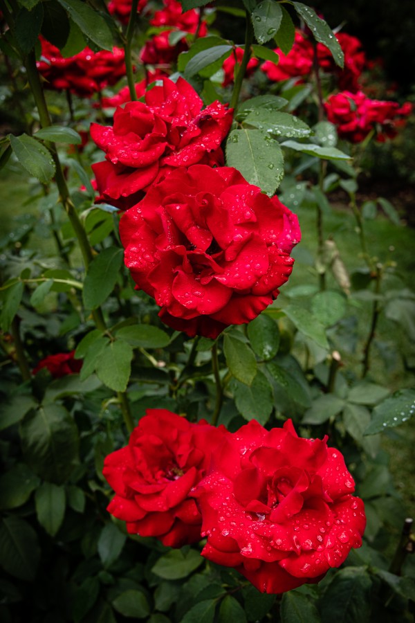 Rose Garden Portland 6  Print