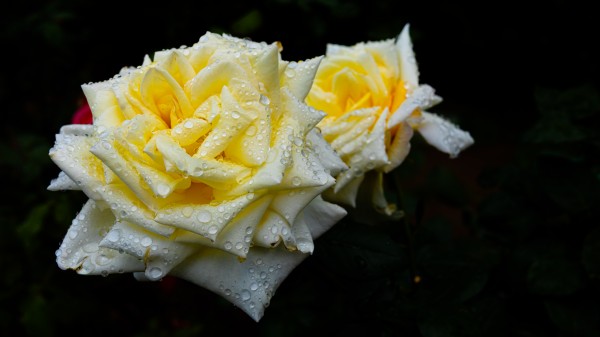 Rose Garden Portland 3 by Nicholas