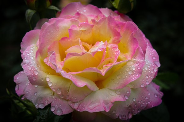 Rose Garden Portland 4  Print