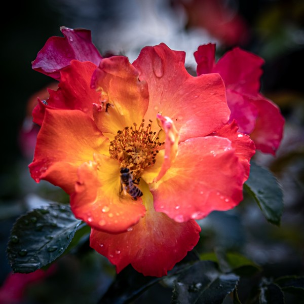 Rose Garden Portland 8  Print
