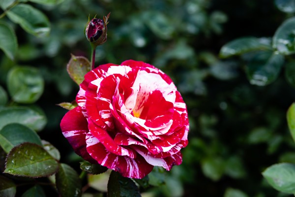 Rose Garden Portland 7  Print