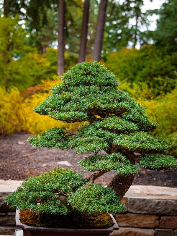 Japanese Garden Bonzai Portland   Print