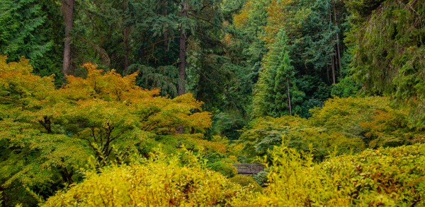 Japanese Garden Portland 8 Print