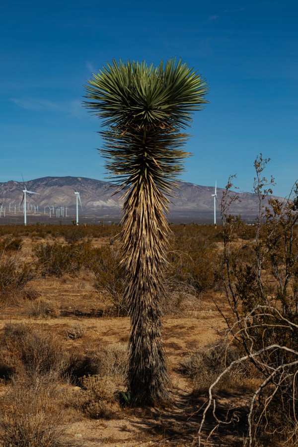 Joshua Tree by Nicholas