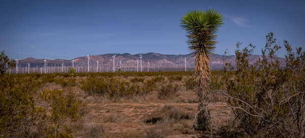 Windmill Farm Print