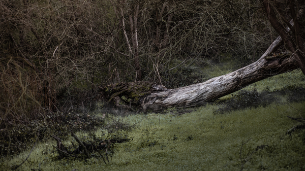 Misty Log by Nicholas