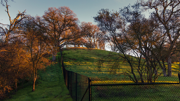Fence and Dawn by Nicholas
