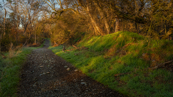 Morning Walk by Nicholas