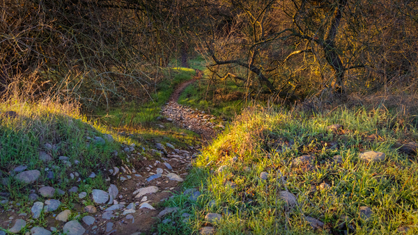 The Long and Winding Trail by Nicholas