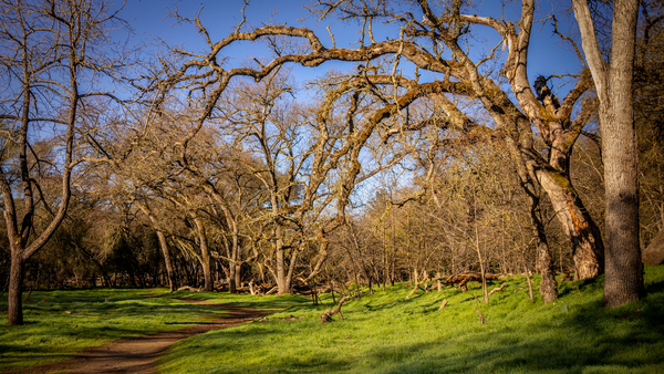 Wicked Branches by Nicholas
