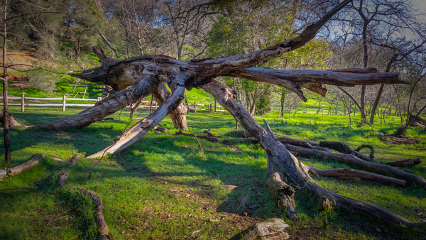 Stick Figure by Nicholas