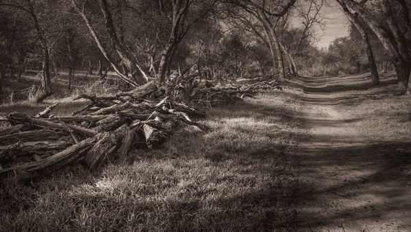 Maintained Trail B&W by Nicholas