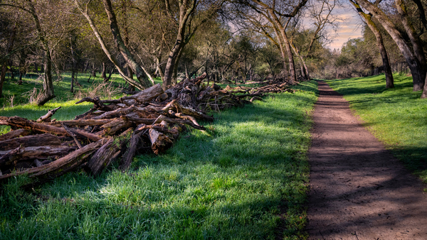 Maintained Trail Vivid by Nicholas