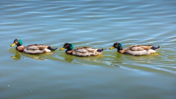 Three Ducks by Nicholas