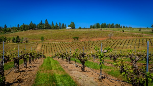 Lava Cap Vineyard Vivid by Nicholas